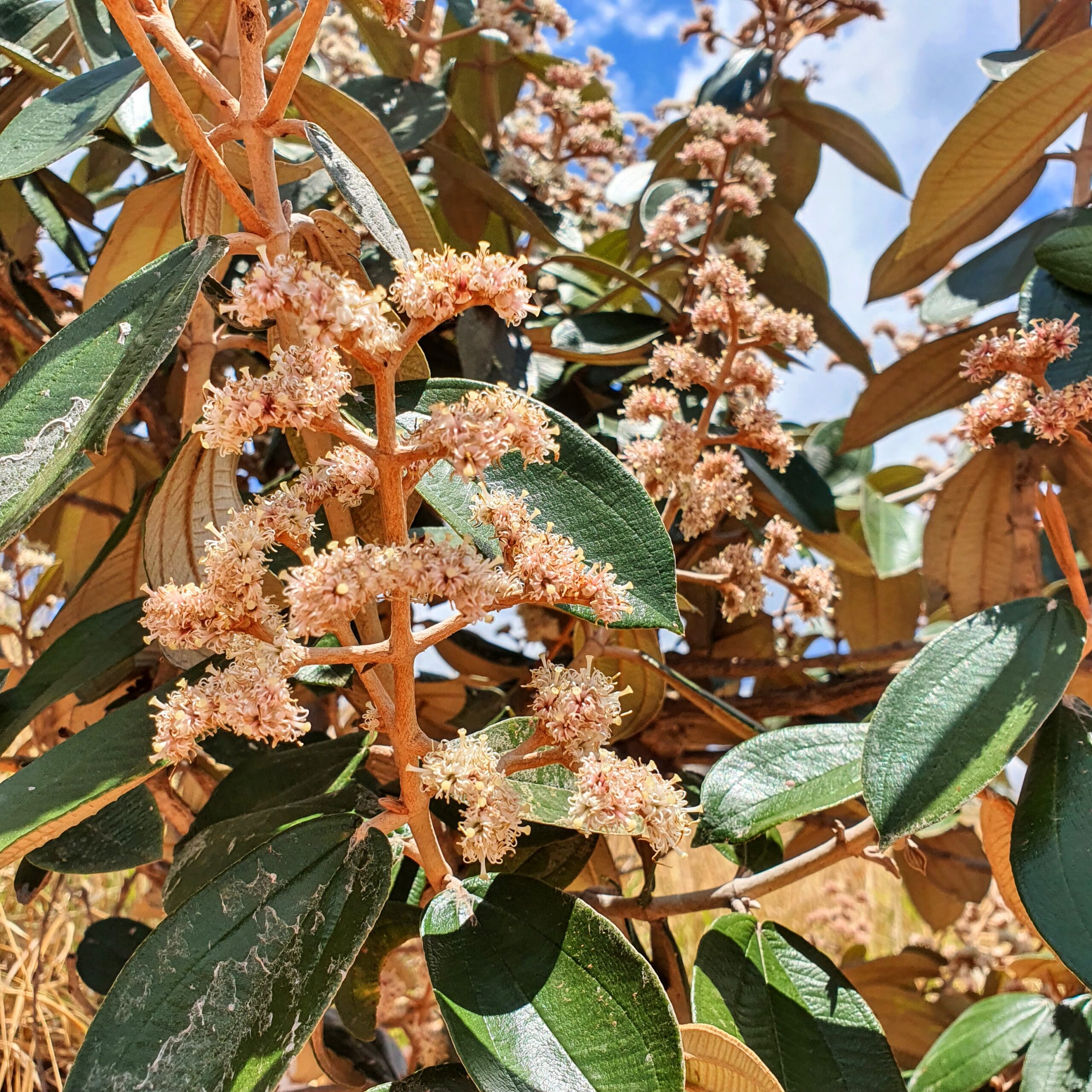 Inflorescências e flores da folha-branca.