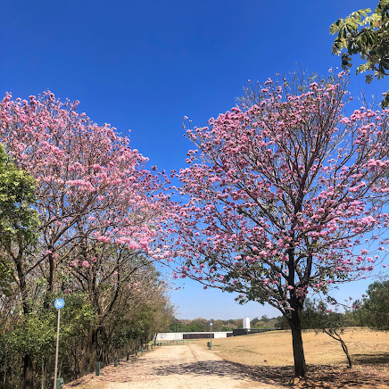 Ipês-bálsamo floridos.