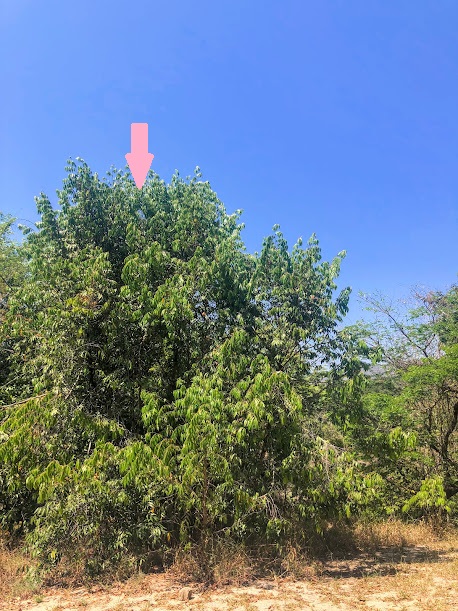 Pindaíba-vermelha em área florestal.