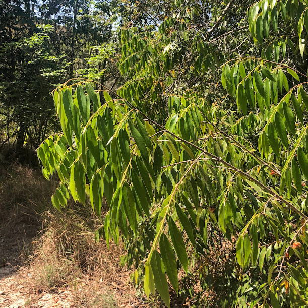 Folhagem da pindaíba.