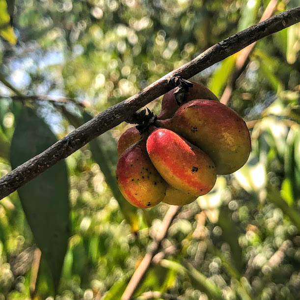 Frutos da pindaíba.