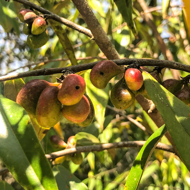 Frutos da pindaíba.