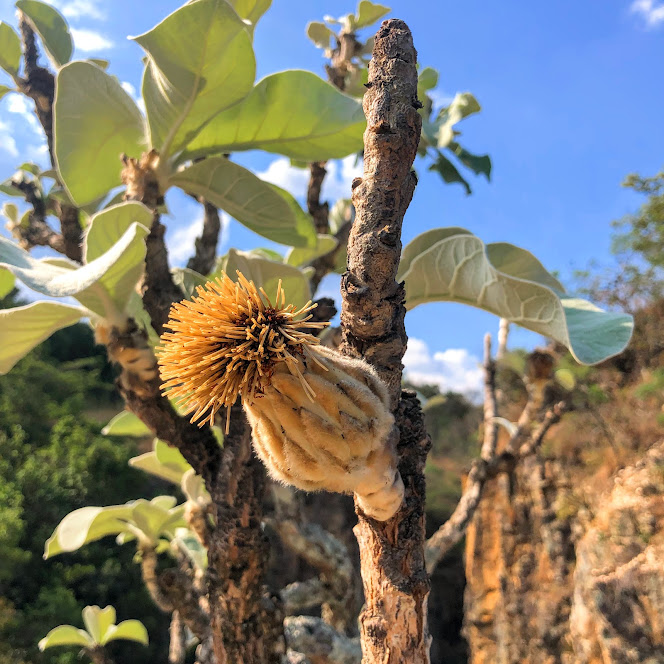 Detalhe da flor do guatambu.