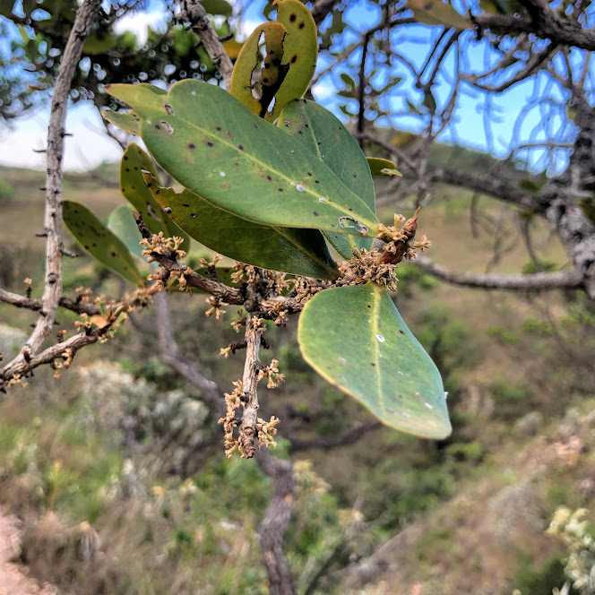 Folhas do mercúrio-do-campo.