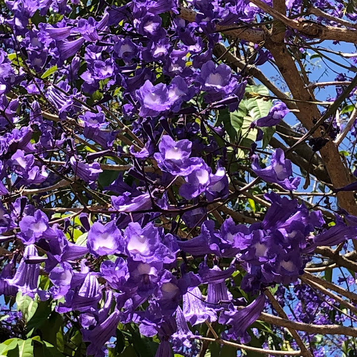 Flores do jacarandá.