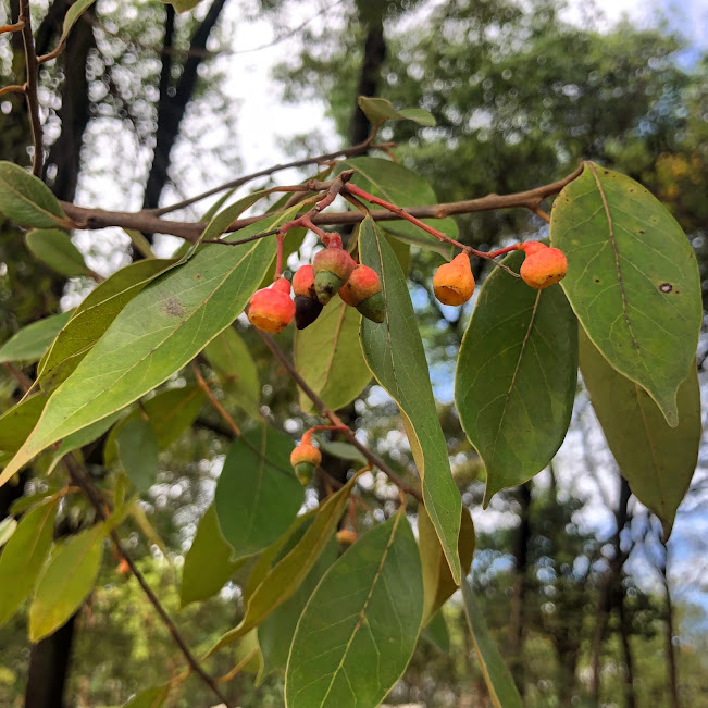 Folhas e frutos da canela-corvo.