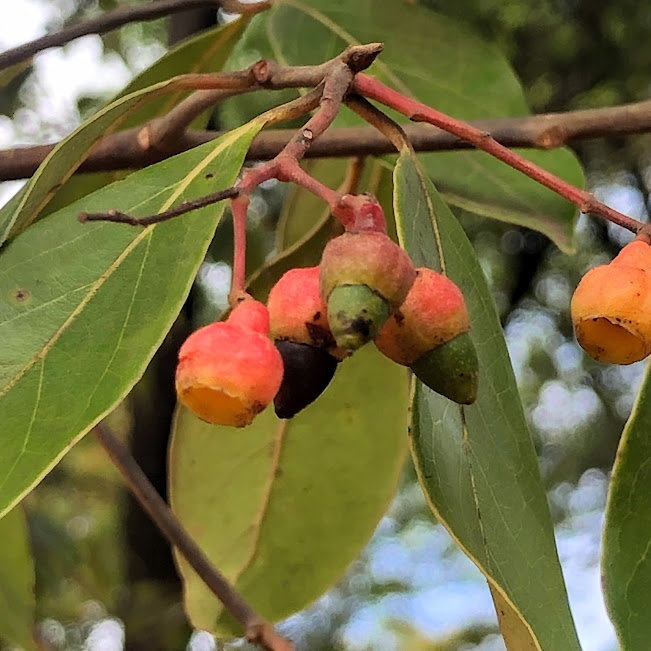 Frutos da canela-corvo.