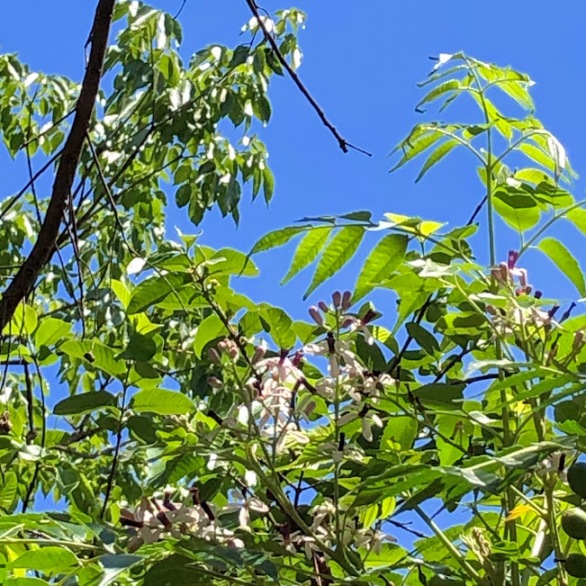 Cinamomo (Melia azedarach)