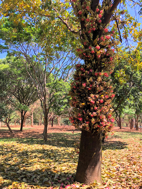 Abricó-de-macaco florido.