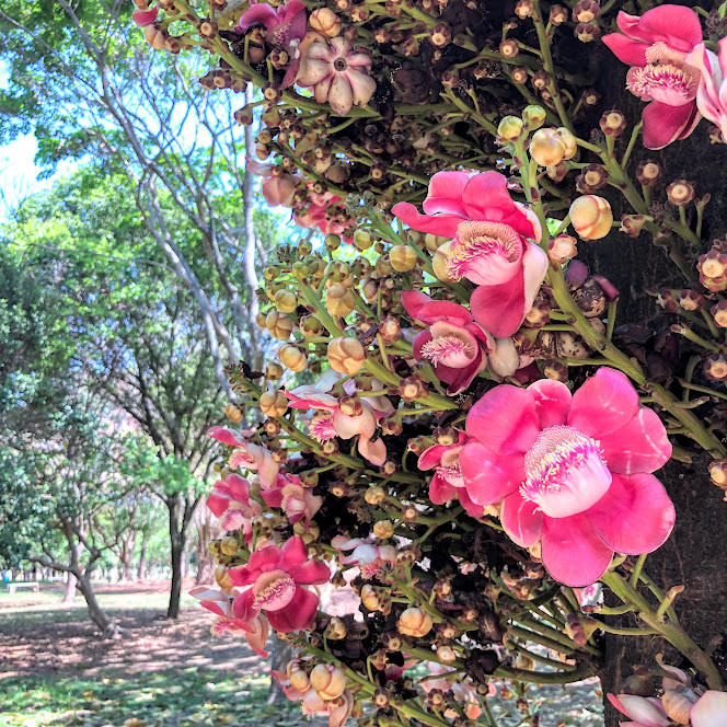 Flores do abricó-de-macaco.