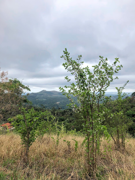 Limão-do-mato em área e savana.