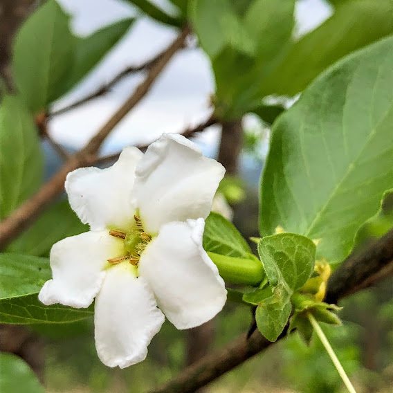 Flor da XXX.