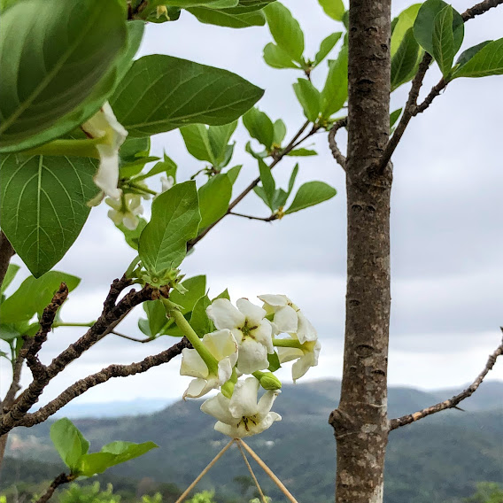 Folhas e flores do limão-do-mato.