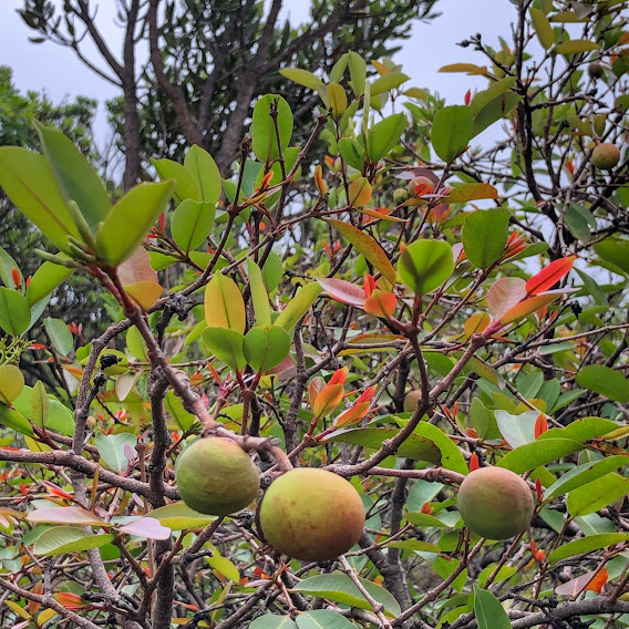 Frutos da mangabeira.