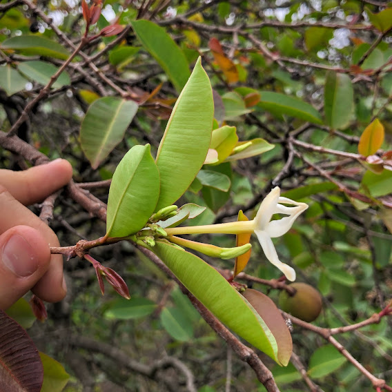 Folhas e flor da mangabeira.