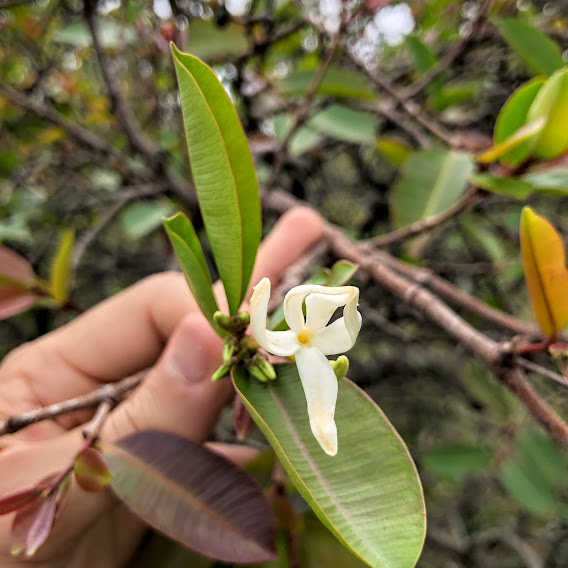 Flor da mangabeira.