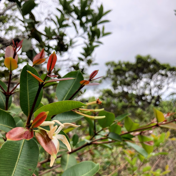 Flor e folhas da mangabeira.