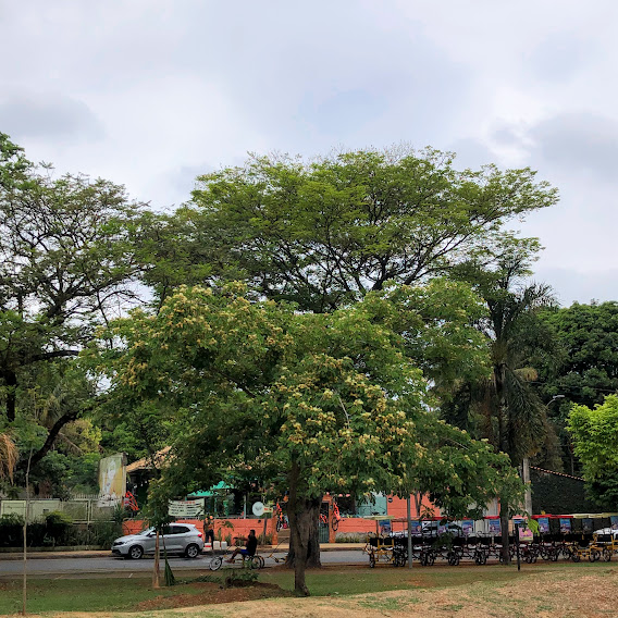 Coração-de-negro florido.