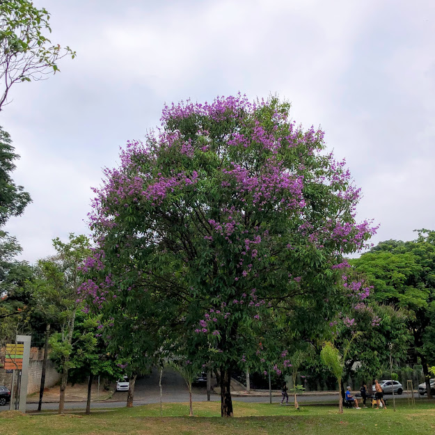 Resedá-graúdo florido.