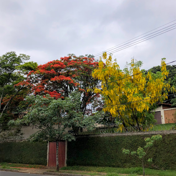 Flamboyant bem florido.