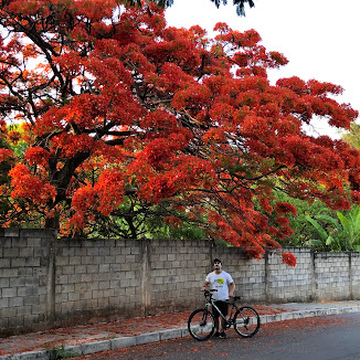 Flamboyanzão muito florido.