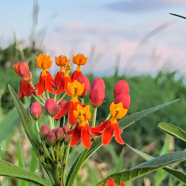 Flores da paina-de-sapo.