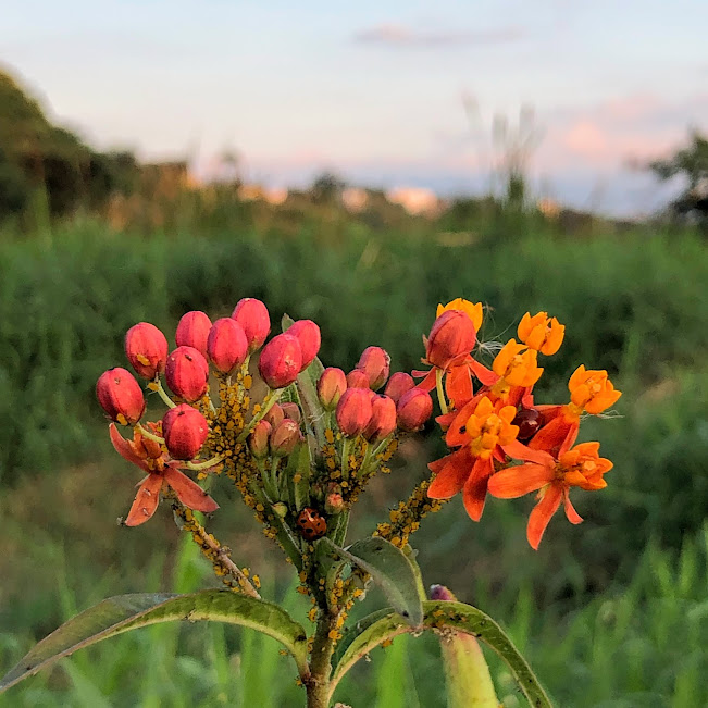Joaninha num "mar de pulgões".