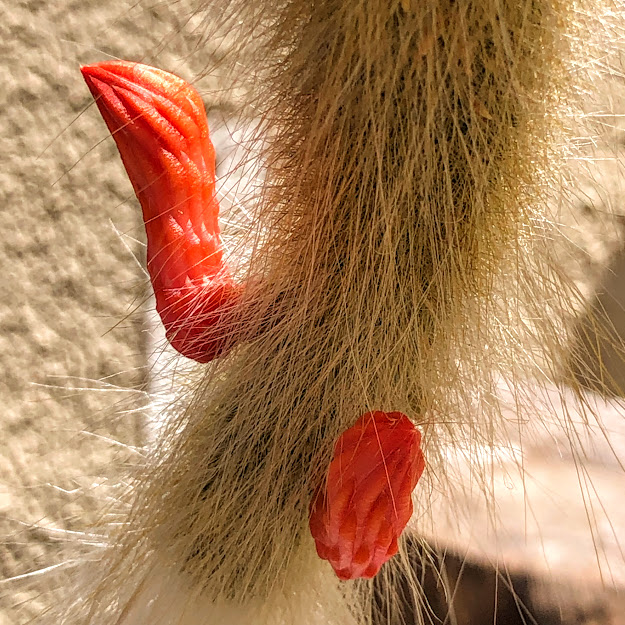 Flor do cacto-rabo-de-macaco.