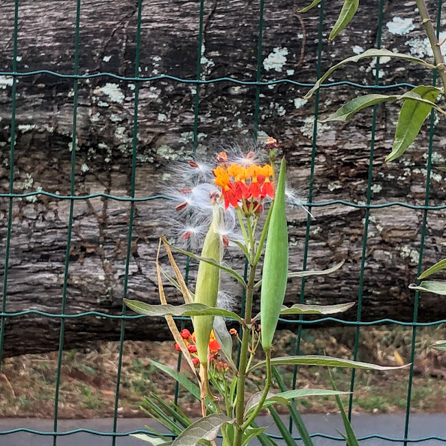 Flores, frutos e sementes da paina-de-sapo.