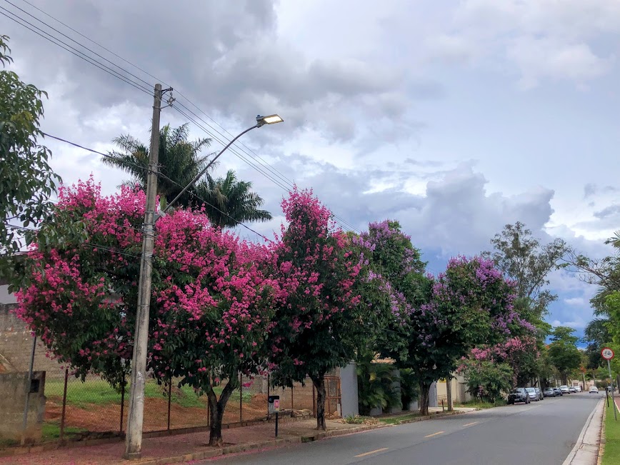 Resedás-graúdo floridos.