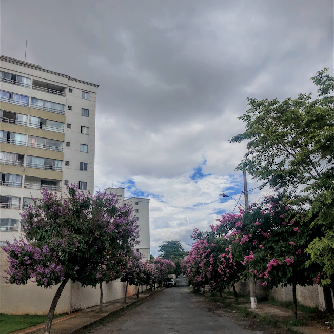 Rua arborizada com resedás-graúdo.