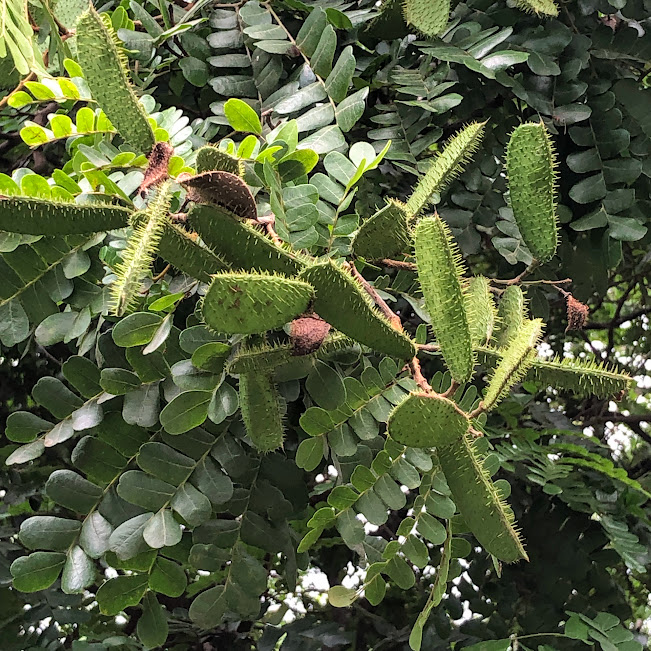 Frutos do pau-brasil.