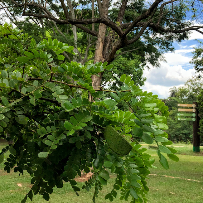 Folhagem do pau-brasil.