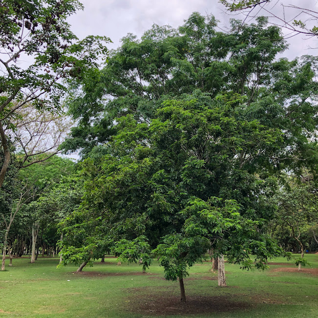 Árvore de pau-brasil.