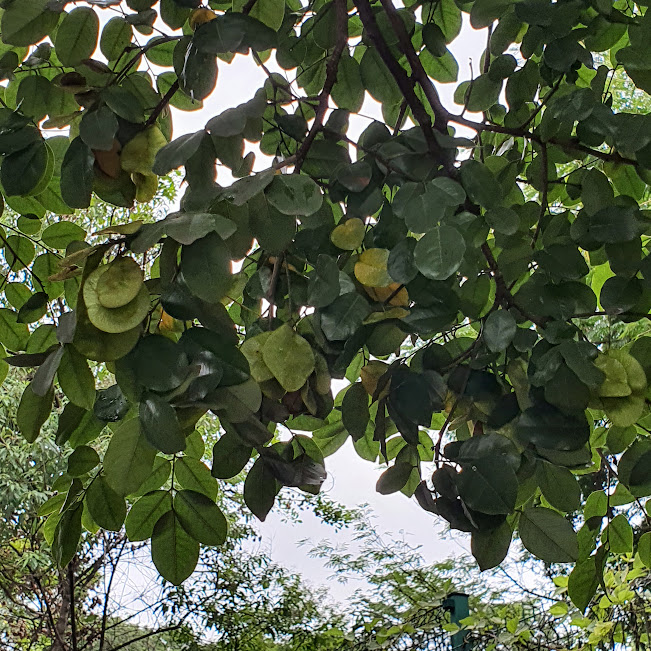 Frutos do aldrago.