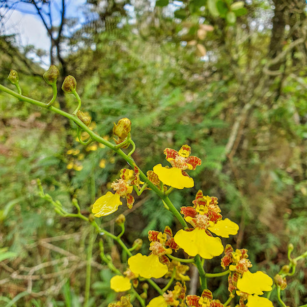 Flores do oncídio.