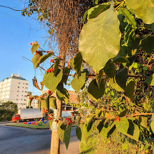 Folhas e flores da sacarolha.