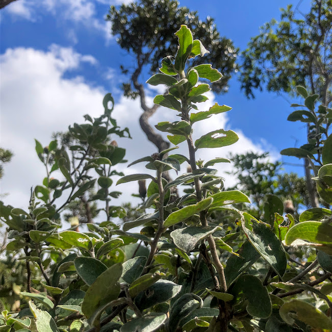 Ramo e folhas da flor-cálice.