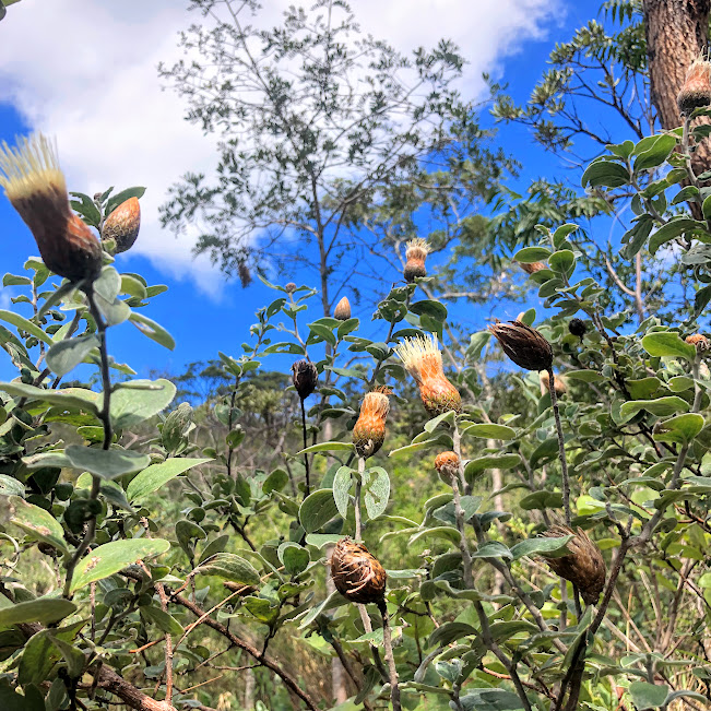 Folhas e flor da flor-cálice.