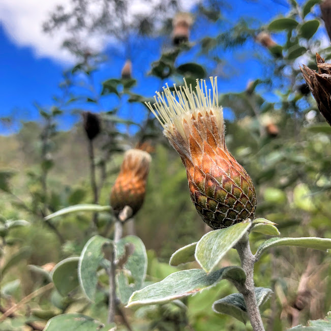 Flor da flor-cálice.