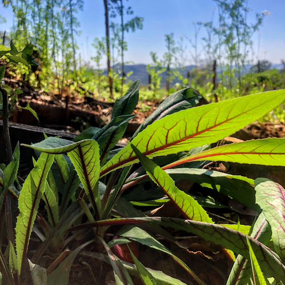 Folhas do almeirão.