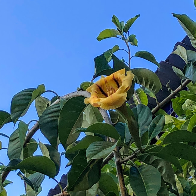 Flor da solandra.