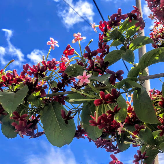 Flores do jasmim-da-índia.