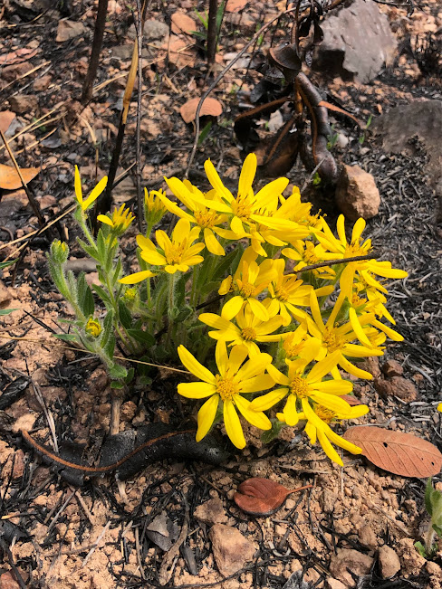 Indivíduo florido de Calea sp.