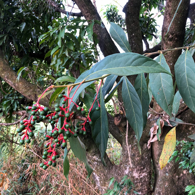 Folhas e frutos da canela-frade.