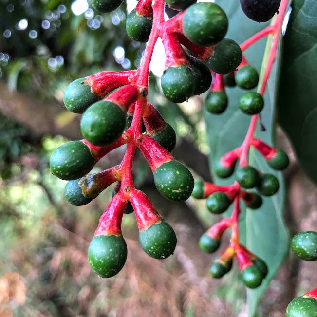 Frutos da canela-frade.