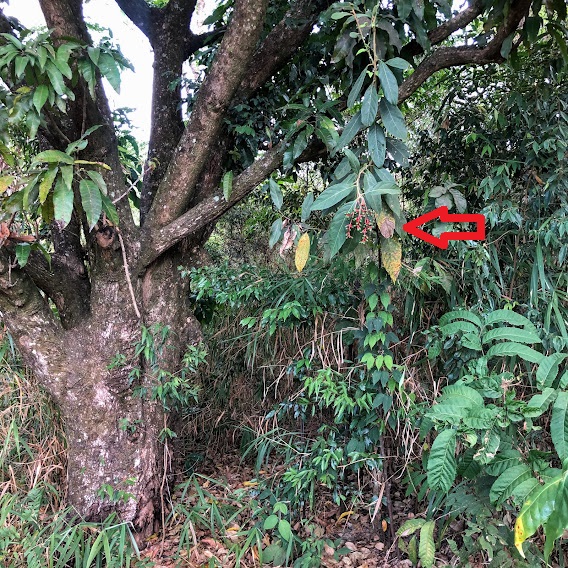 Canela-frade em sub-bosque florestal.