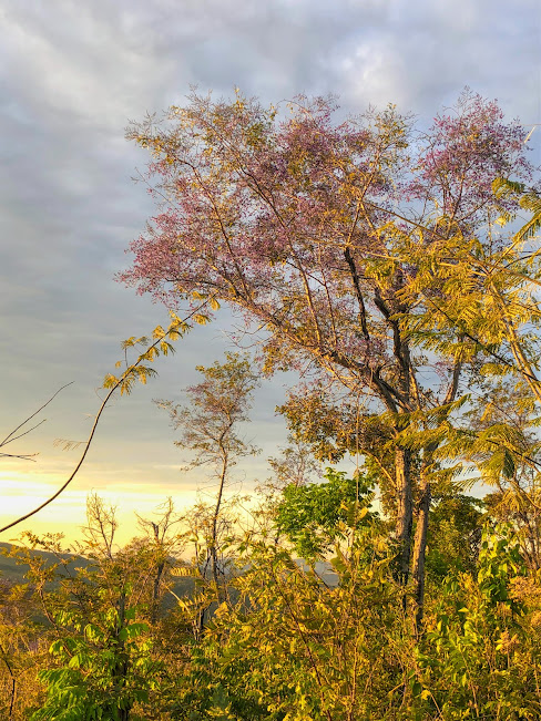 Sucupira-do-cerrado florido.