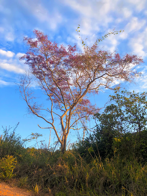 Sucupira-do-cerrado florido.