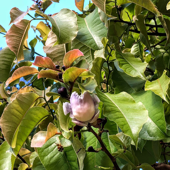 Flor da sapucaia.